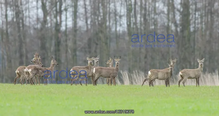 : Roe Deer (capreolus capreolus) standing in a big group on a meadow : Roe Deer (capreolus capreolus) standing in a big group on a meadow