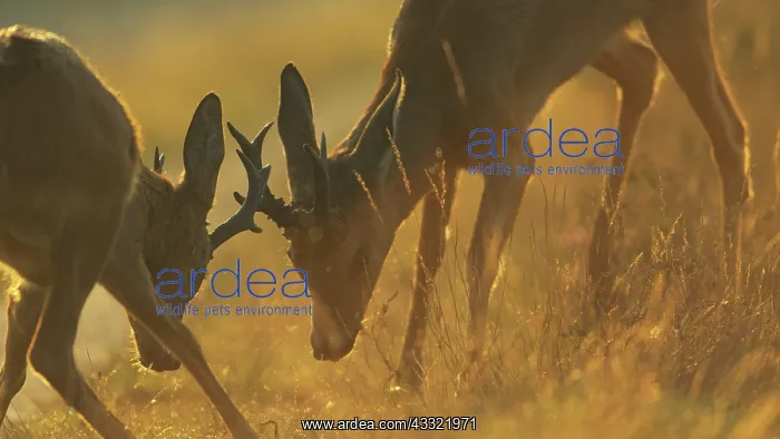  : Roe Deer. Two male roe deer (Capreolus capreolus) fighting during mating season