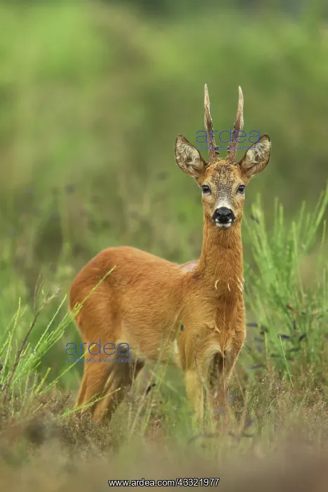 : Roe Deer. Male roe deer (Capreolus capreolus) standing in a field : Roe Deer. Male roe deer (Capreolus capreolus) standing in a field