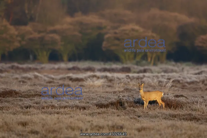 : Roe Deer (Capreolus capreolus) standing in heather early in the morning : Roe Deer (Capreolus capreolus) standing in heather early in the morning