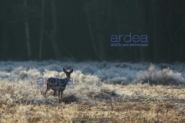 : Roe Deer (Capreolus capreolus) standing in heather early in the morning : Roe Deer (Capreolus capreolus) standing in heather early in the morning