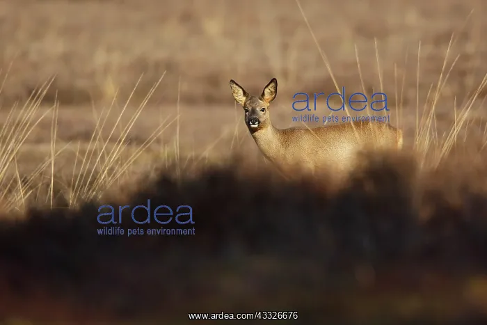 : Roe Deer. European Roe Deer (Capreolus capreolus) standing in heather early in the morning : Roe Deer. European Roe Deer (Capreolus capreolus) standing in heather early in the morning