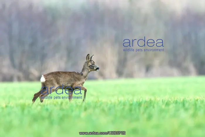 : Roe Deer. European Roe Deer (Capreolus capreolus) sub-adult buck walking on a grassland : Roe Deer. European Roe Deer (Capreolus capreolus) sub-adult buck walking on a grassland