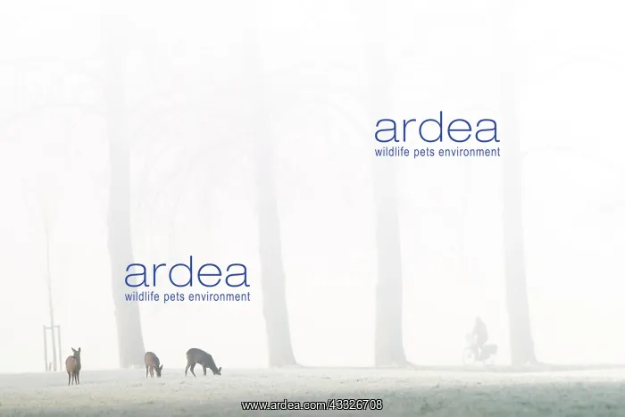 : Roe Deer. Three European Roe Deer (Capreolus capreolus) foraging on a grassland : Roe Deer. Three European Roe Deer (Capreolus capreolus) foraging on a grassland