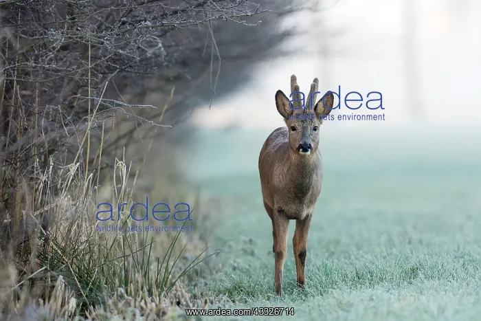 : Roe Deer. European Roe Deer (Capreolus capreolus) adult buck on a hoarfrosted : Roe Deer. European Roe Deer (Capreolus capreolus) adult buck on a hoarfrosted