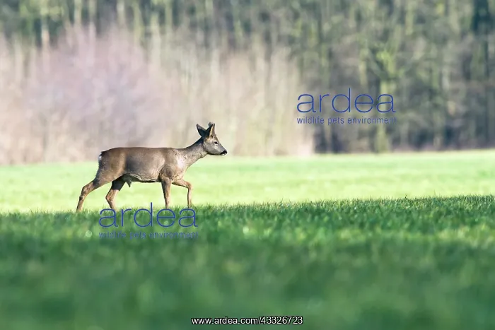: Roe Deer. European Roe Deer (Capreolus capreolus) adult buck walking on a grassland : Roe Deer. European Roe Deer (Capreolus capreolus) adult buck walking on a grassland