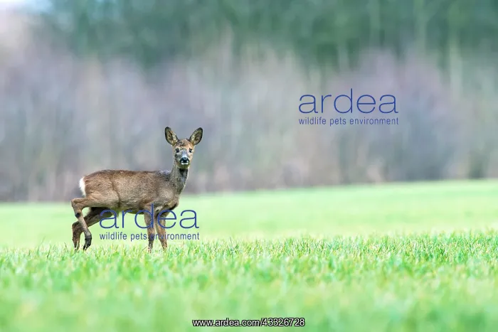  : Roe Deer. European Roe Deer (Capreolus capreolus) sub-adult buck on a grassland