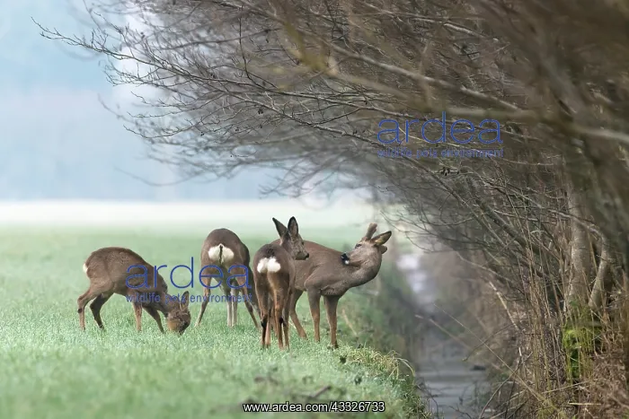  : Roe Deer. Two adult and two sub-adult European Roe Deer 