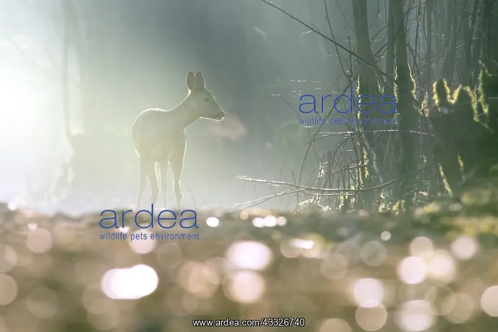 : Roe Deer. European Roe Deer (Capreolus capreolus) adult doe backlit by : Roe Deer. European Roe Deer (Capreolus capreolus) adult doe backlit by