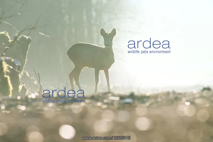 : Roe Deer. European Roe Deer (Capreolus capreolus) sub-adult buck looking at camera : Roe Deer. European Roe Deer (Capreolus capreolus) sub-adult buck looking at camera