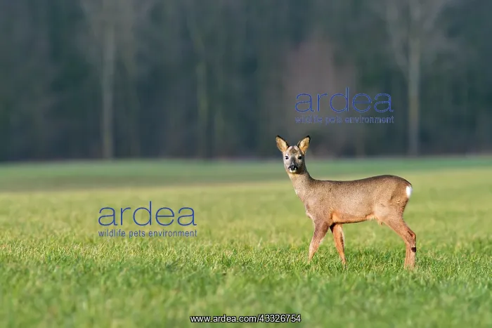 : Roe Deer. European Roe Deer (Capreolus capreolus) sub-adult buck on a grassland : Roe Deer. European Roe Deer (Capreolus capreolus) sub-adult buck on a grassland