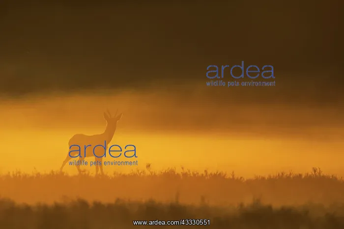 : Roe Deer. Backlit Roe Deer (Capreolus capreolus) male standing in misty field : Roe Deer. Backlit Roe Deer (Capreolus capreolus) male standing in misty field