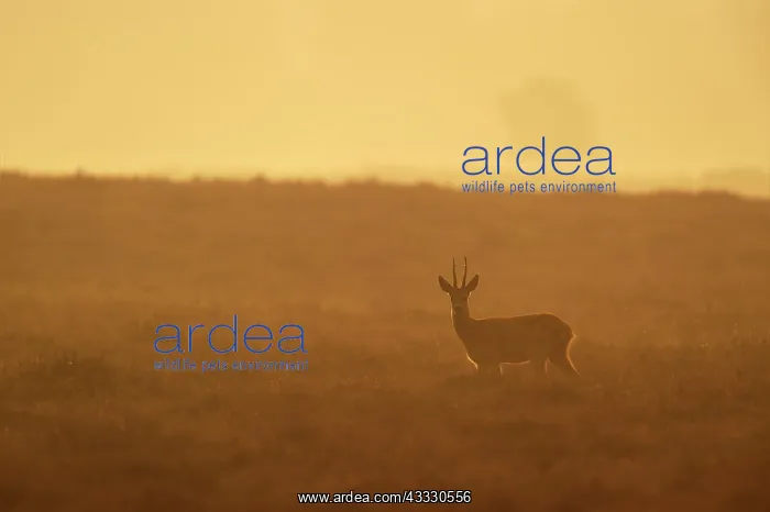 : Roe Deer (Capreolus capreolus) standing in the morning backlight : Roe Deer (Capreolus capreolus) standing in the morning backlight