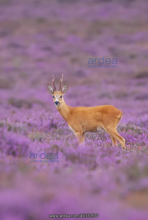 : Roe Deer (Capreolus capreolus) male standing in purple moorland : Roe Deer (Capreolus capreolus) male standing in purple moorland