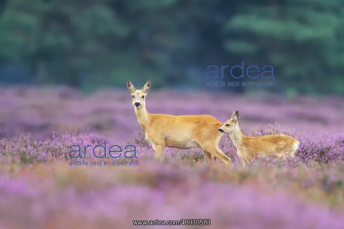 : Roe Deer (Capreolus capreolus) standing in purple moorland : Roe Deer (Capreolus capreolus) standing in purple moorland