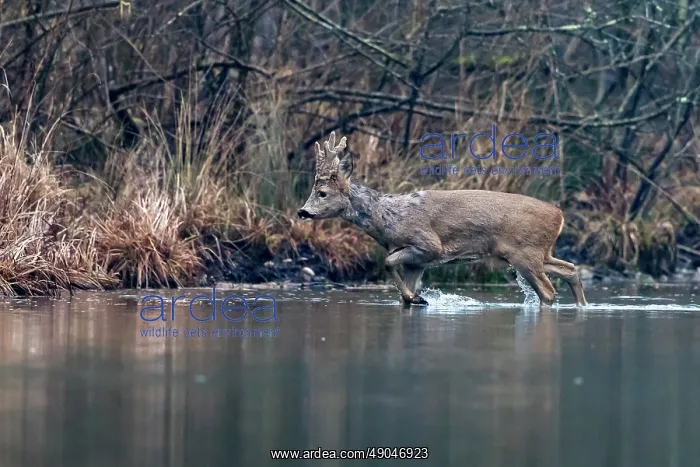 : ROE DEER. France, Alsace, Forêt rhénane, Chevreuil : ROE DEER. France, Alsace, Forêt rhénane, Chevreuil
