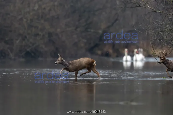 : ROE DEER. France, Alsace, Forêt rhénane, Chevreuil : ROE DEER. France, Alsace, Forêt rhénane, Chevreuil