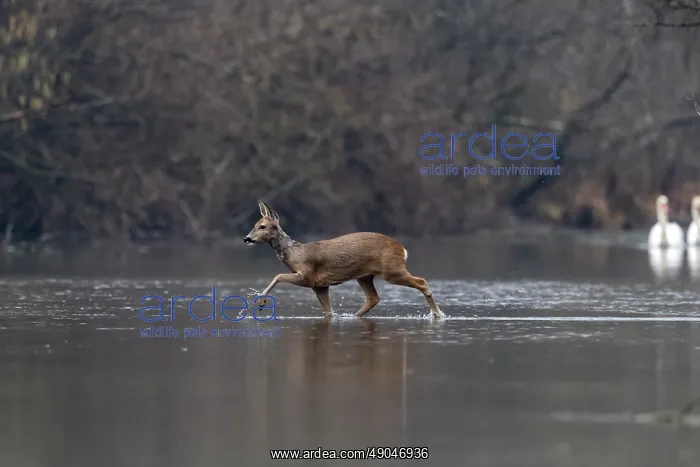 : ROE DEER. France, Alsace, Forêt rhénane, Chevreuil : ROE DEER. France, Alsace, Forêt rhénane, Chevreuil