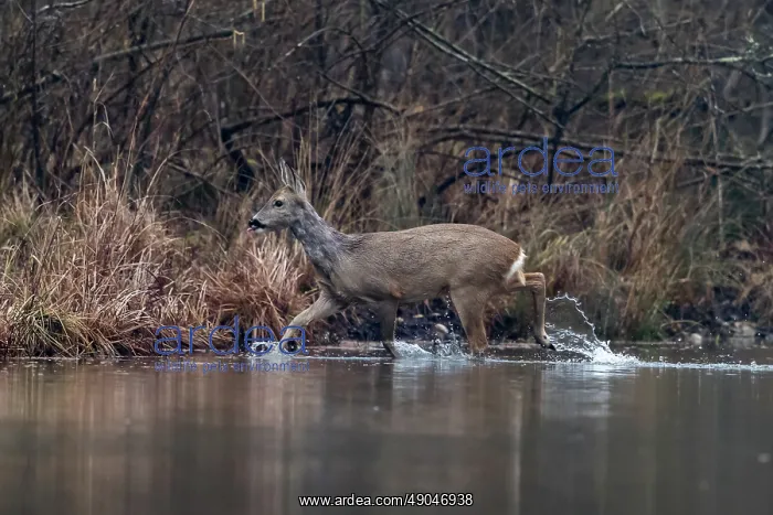 : ROE DEER. France, Alsace, Forêt rhénane, Chevreuil : ROE DEER. France, Alsace, Forêt rhénane, Chevreuil