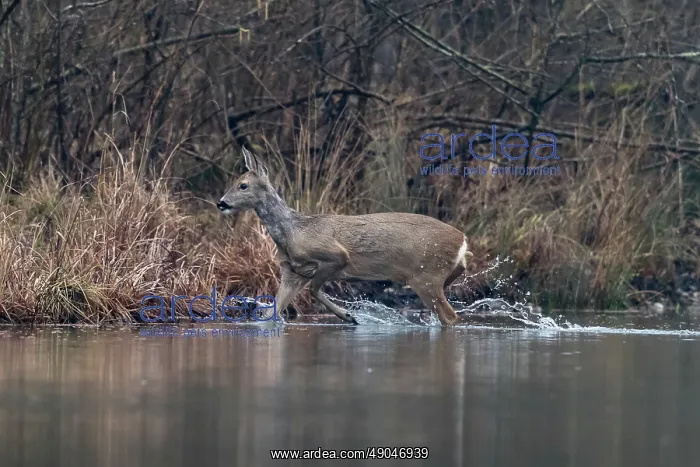: ROE DEER. France, Alsace, Forêt rhénane, Chevreuil : ROE DEER. France, Alsace, Forêt rhénane, Chevreuil