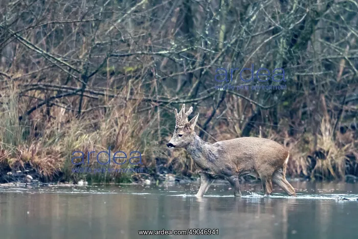 : ROE DEER. France, Alsace, Forêt rhénane, Chevreuil : ROE DEER. France, Alsace, Forêt rhénane, Chevreuil