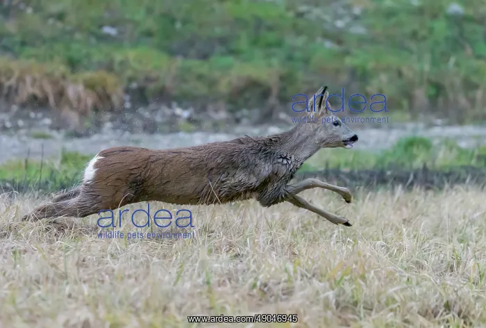 : ROE DEER. France, Alsace, Forêt rhénane, Chevreuil : ROE DEER. France, Alsace, Forêt rhénane, Chevreuil