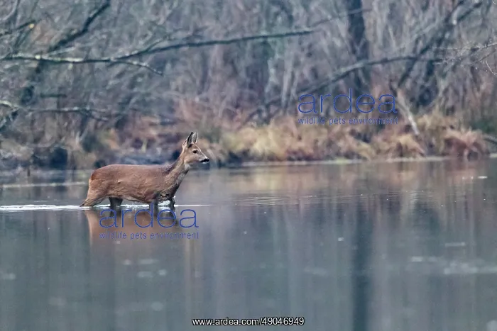 : ROE DEER. France, Alsace, Forêt rhénane, Chevreuil : ROE DEER. France, Alsace, Forêt rhénane, Chevreuil
