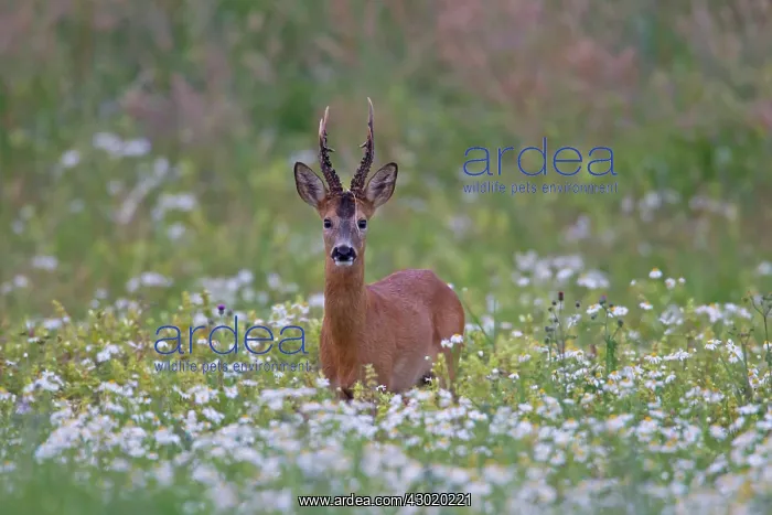  : Roe Deer adult buck in summer