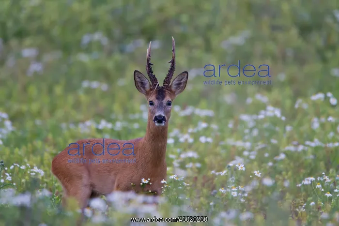  : Roe Deer adult buck in summer