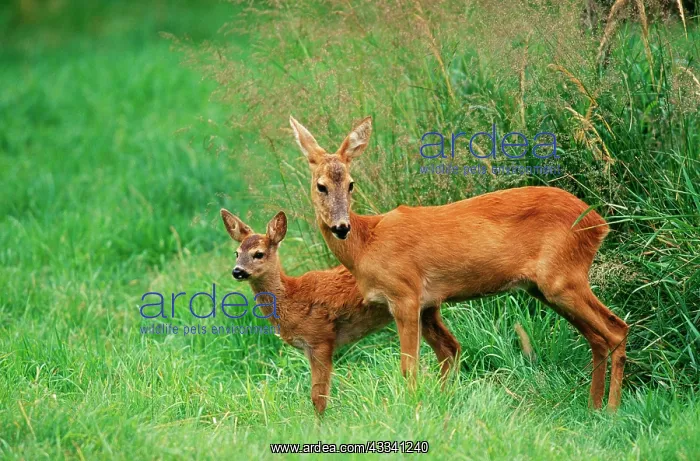 : Roe DEER - adult and fawn : Roe DEER - adult and fawn