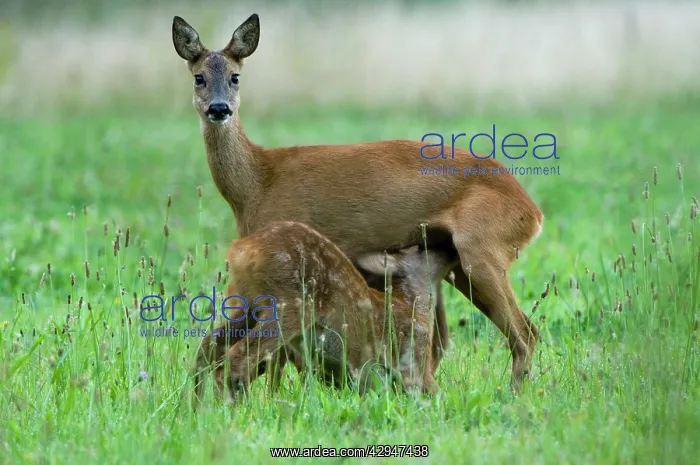  : Roe deer - adult female suckling juvenile