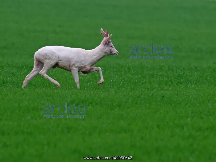 : Roe Deer - albino running in grass : Roe Deer - albino running in grass