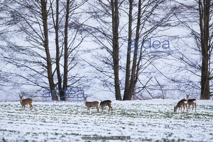 : Roe Deer - animals feeding on snow covered field : Roe Deer - animals feeding on snow covered field