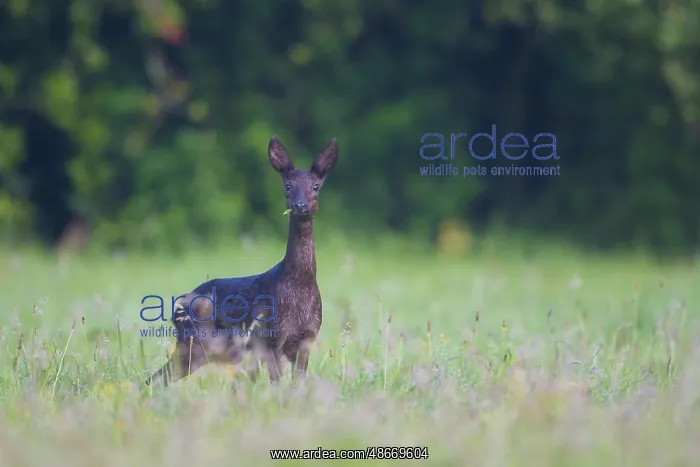 : Roe Deer black 05, S-E Arndt : Roe Deer black 05, S-E Arndt