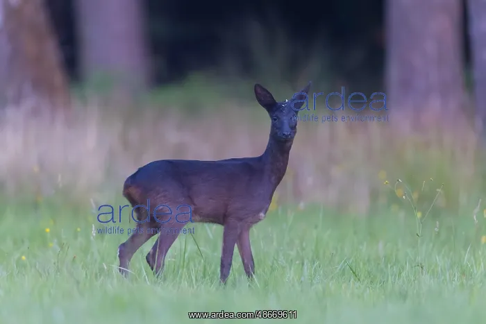 : Roe Deer black 15, S-E Arndt : Roe Deer black 15, S-E Arndt