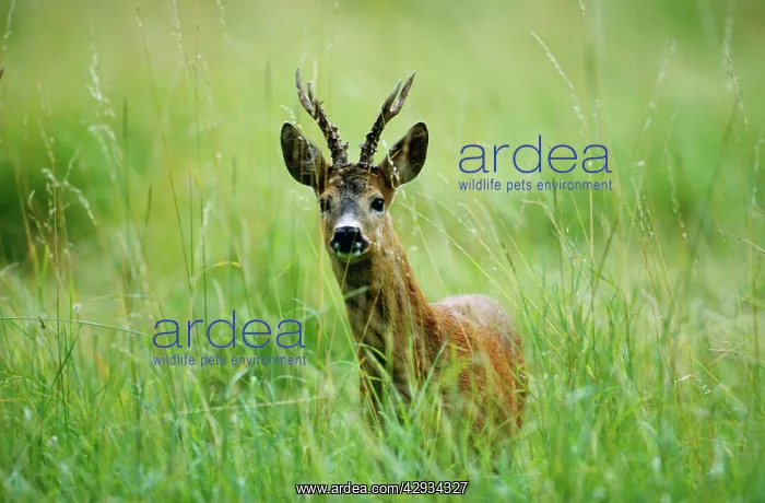 : ROE DEER - BUCK : ROE DEER - BUCK
