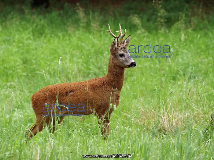 : roe deer - buck : roe deer - buck