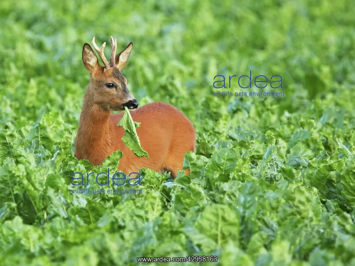 : Roe Deer - buck : Roe Deer - buck