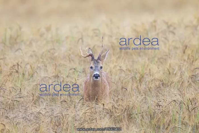 : Roe Deer buck abnorm 19 : Roe Deer buck abnorm 19