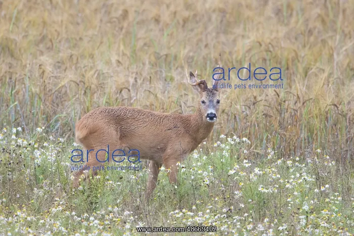 : Roe Deer buck abnorm 28 : Roe Deer buck abnorm 28
