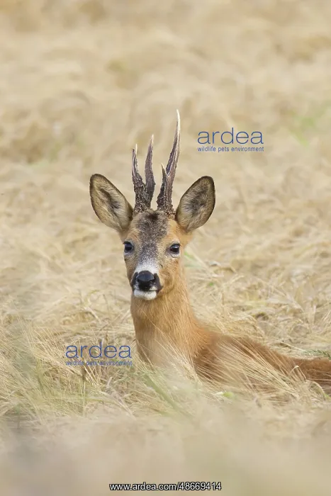 : Roe Deer buck abnorm 39 : Roe Deer buck abnorm 39