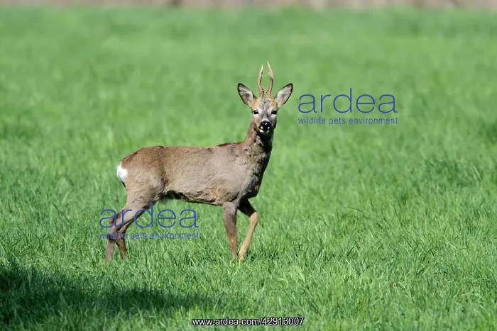 : Roe Deer - buck alert on meadow : Roe Deer - buck alert on meadow