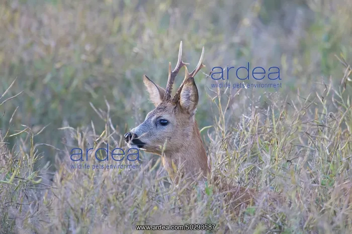 : Roe Deer buck August : Roe Deer buck August