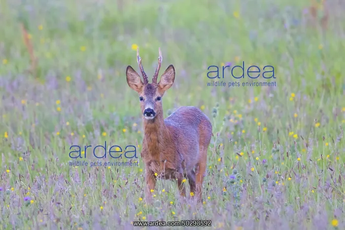 : Roe Deer buck August : Roe Deer buck August