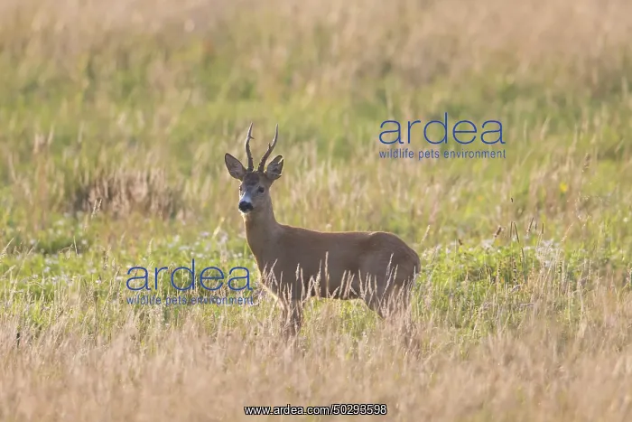 : Roe Deer buck August : Roe Deer buck August