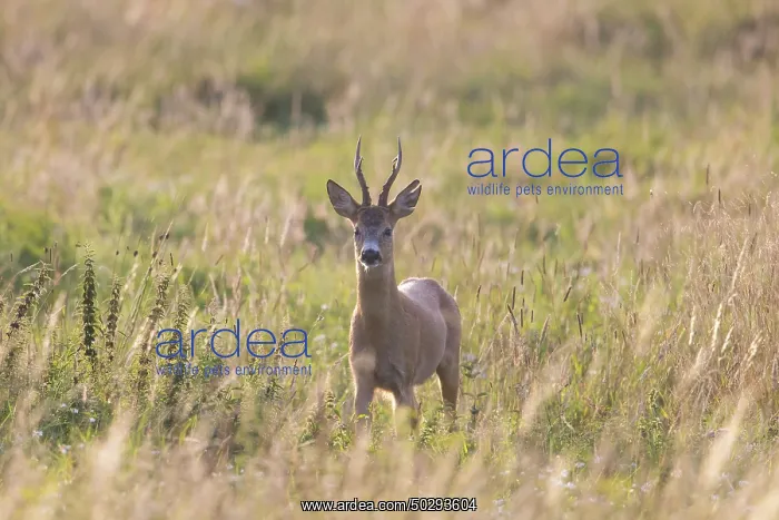: Roe Deer buck August : Roe Deer buck August