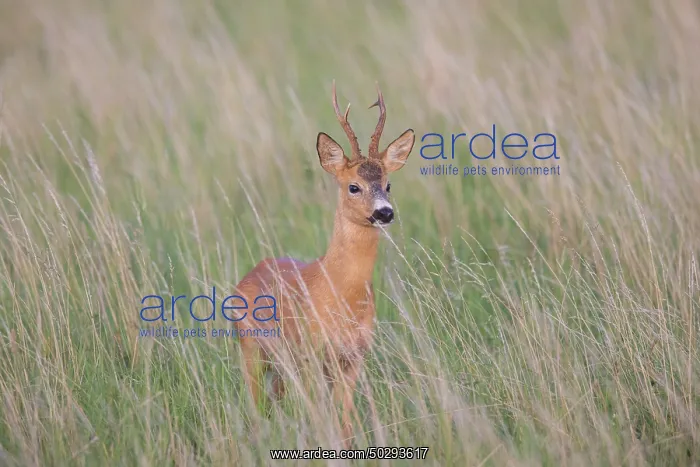 : Roe Deer buck August : Roe Deer buck August