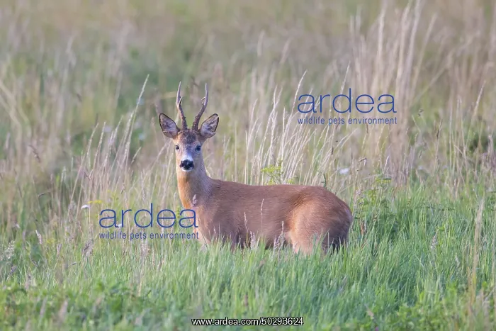 : Roe Deer buck August : Roe Deer buck August