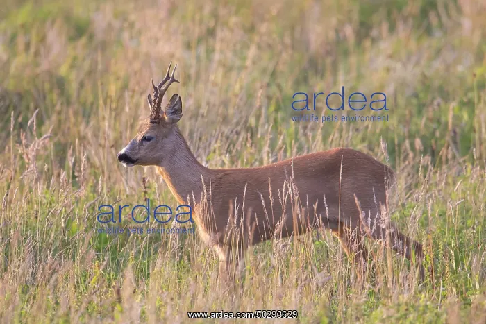 : Roe Deer buck August : Roe Deer buck August