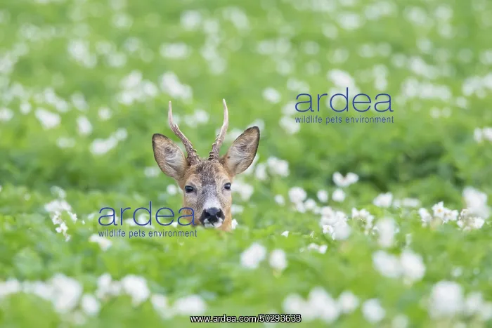 : Roe Deer buck August : Roe Deer buck August